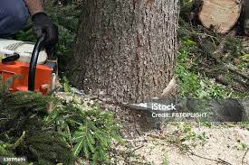 How Our Tree Care Process Works  in  Melbourne Beach, FL